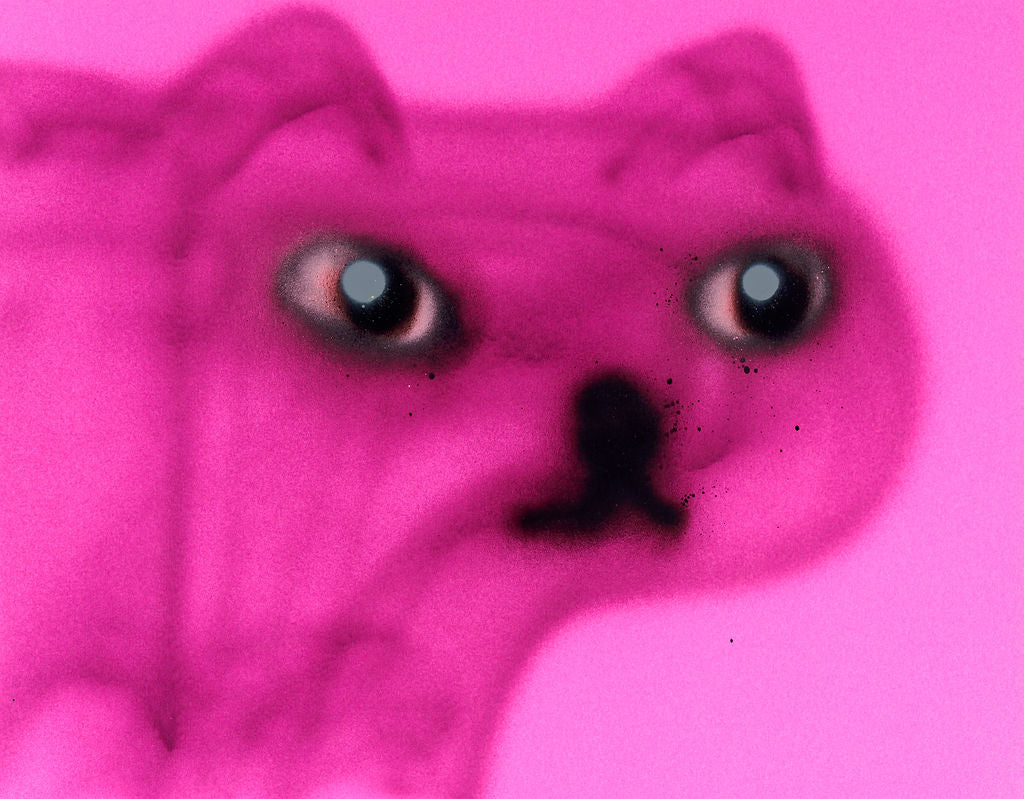 Translucent Pink Cat