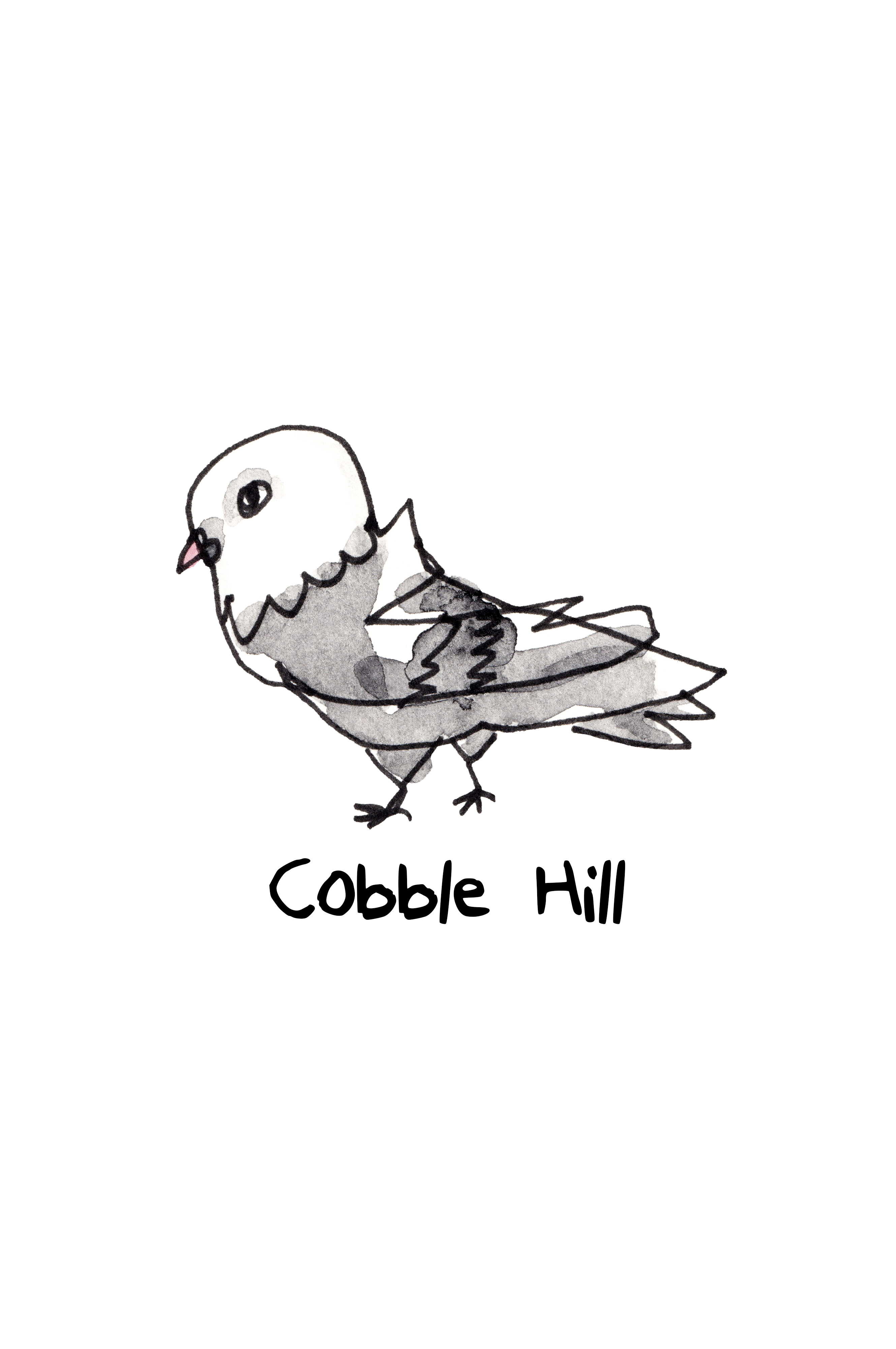 Pigeons of NYC
