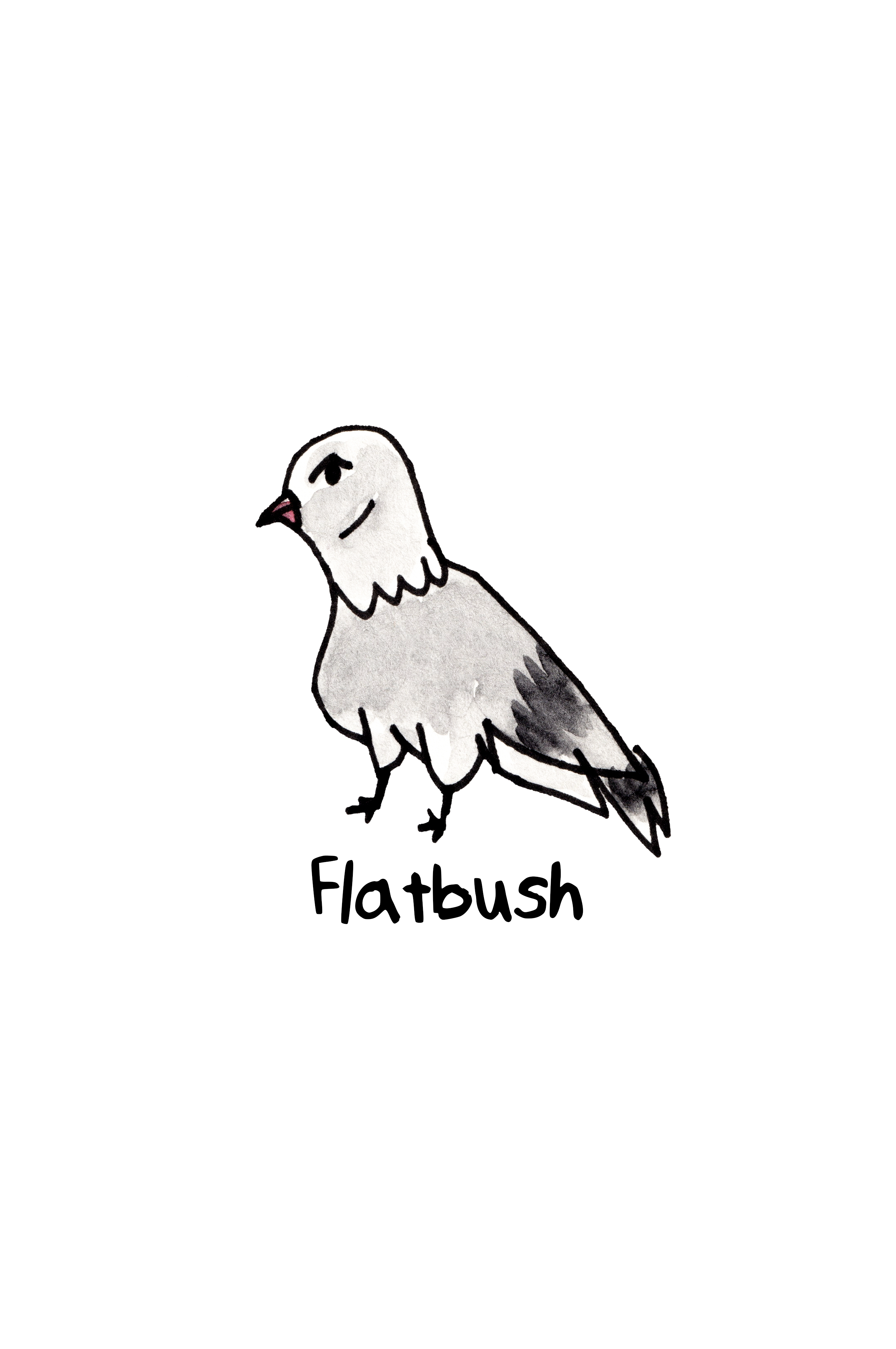 Pigeons of NYC