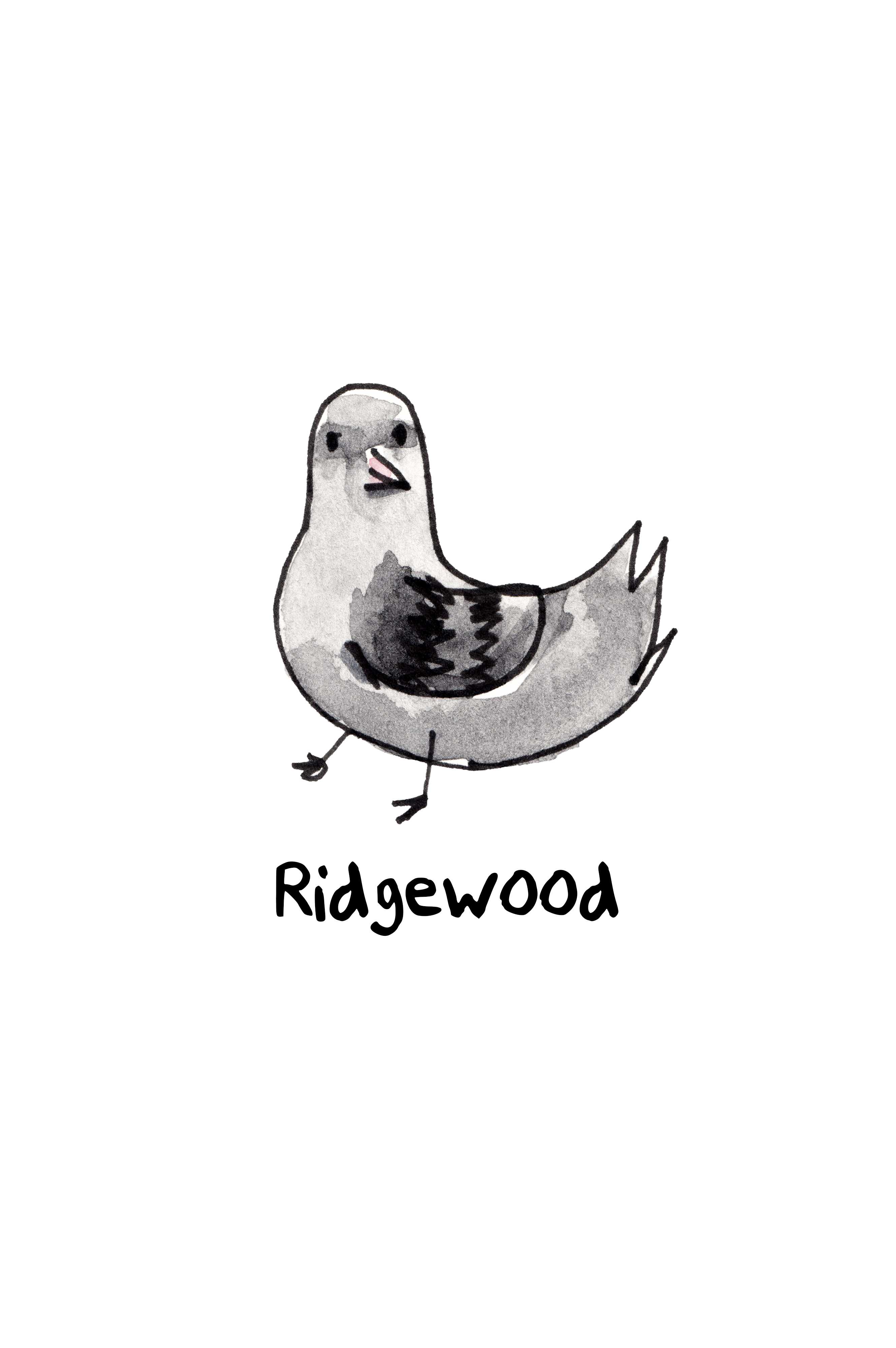 Pigeons of NYC